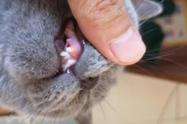 猫为什么有牙结石,可能是没有定期刷牙等因素所致