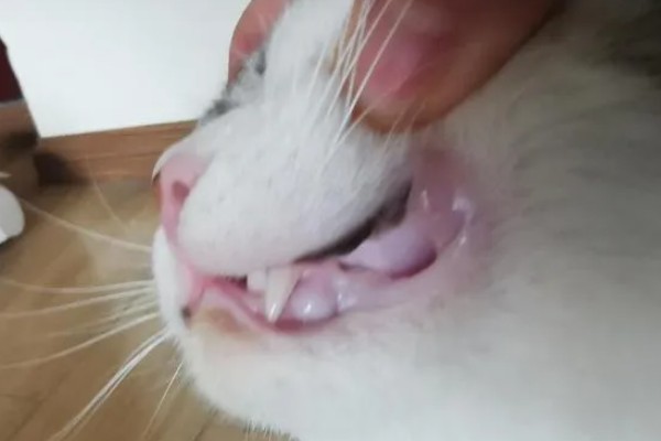 猫为什么有牙结石,可能是没有定期刷牙等因素所致