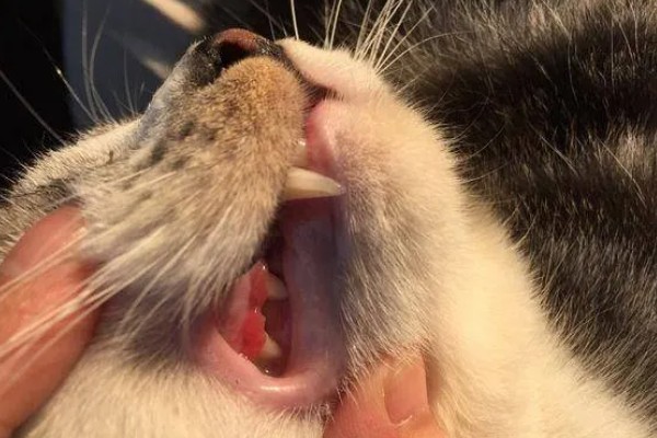 猫为什么有牙结石,可能是没有定期刷牙等因素所致