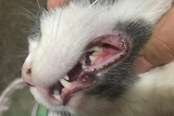 猫为什么有牙结石,可能是没有定期刷牙等因素所致