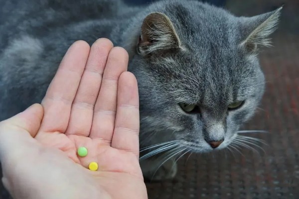 猫为什么有牙结石,可能是没有定期刷牙等因素所致