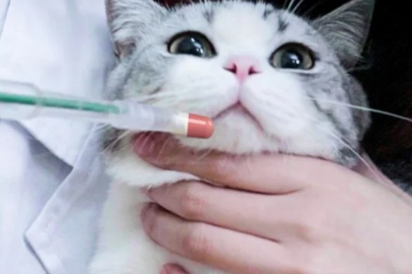 猫为什么有牙结石,可能是没有定期刷牙等因素所致