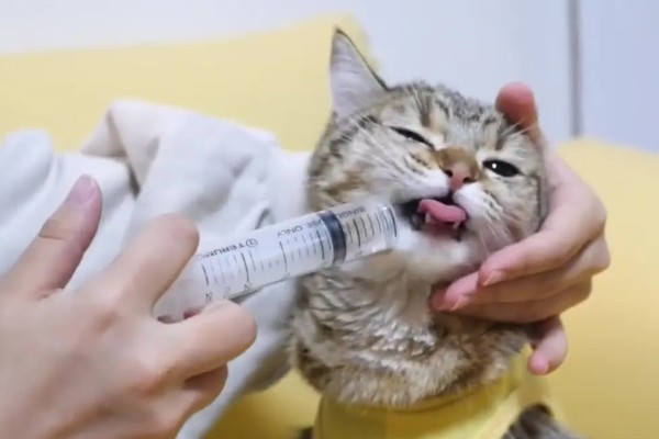 猫为什么有牙结石,可能是没有定期刷牙等因素所致