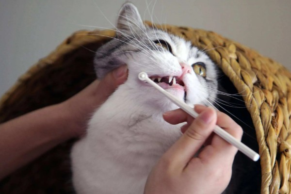 猫为什么有牙结石,可能是没有定期刷牙等因素所致
