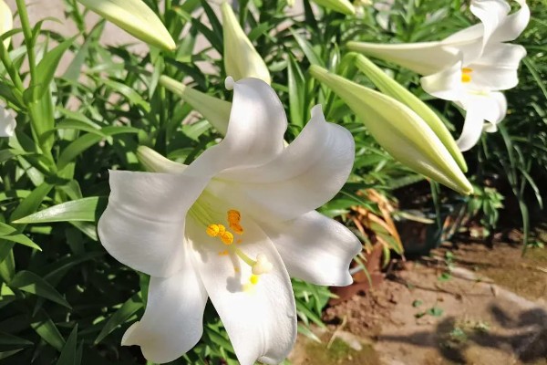 香槟玫瑰加百合的寓意,代表一生只钟情你一个