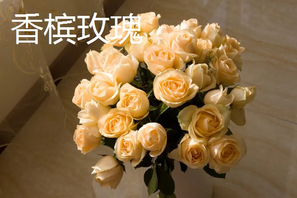 香槟玫瑰加百合的寓意,代表一生只钟情你一个
