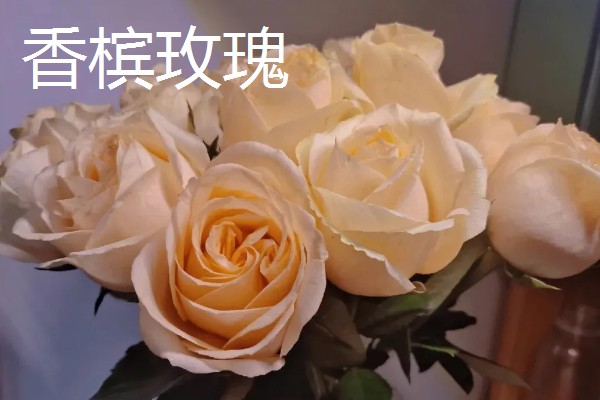 香槟玫瑰加百合的寓意,代表一生只钟情你一个