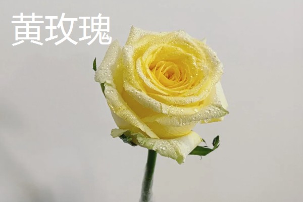 香槟玫瑰加百合的寓意,代表一生只钟情你一个