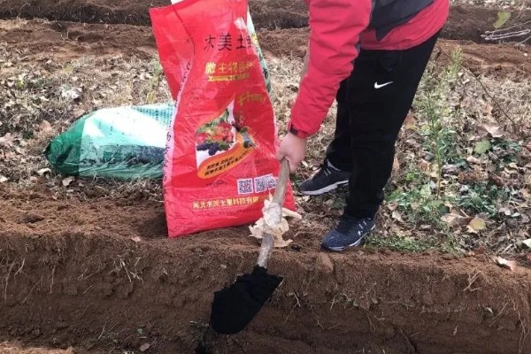 玉米高产施肥方法，抽穗期用尿素和磷酸二氢钾兑水喷施