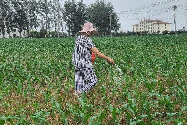 玉米高产施肥方法，抽穗期用尿素和磷酸二氢钾兑水喷施