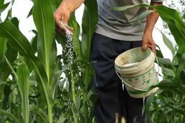 玉米高产施肥方法，抽穗期用尿素和磷酸二氢钾兑水喷施