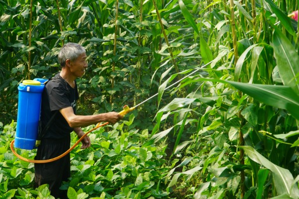 玉米高产施肥方法，抽穗期用尿素和磷酸二氢钾兑水喷施