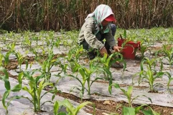 玉米高产施肥方法，抽穗期用尿素和磷酸二氢钾兑水喷施