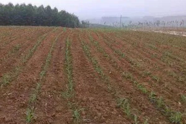 玉米高产施肥方法，抽穗期用尿素和磷酸二氢钾兑水喷施