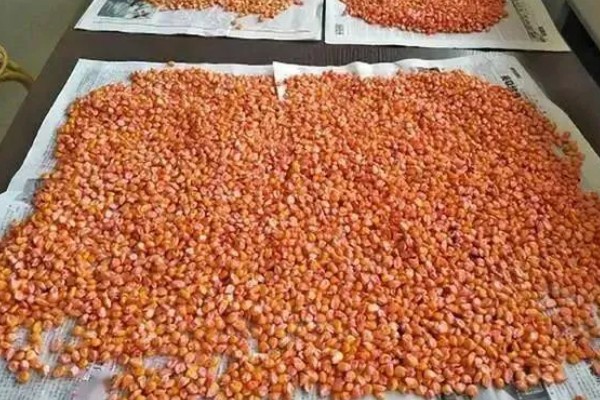 玉米高产施肥方法，抽穗期用尿素和磷酸二氢钾兑水喷施