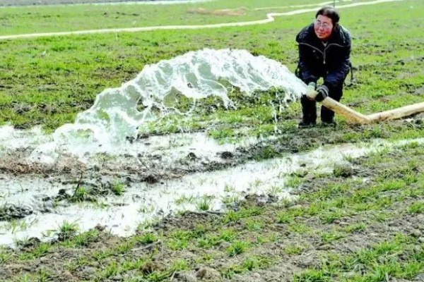 麦类除草剂药害补救措施,要尽量早地采取措施