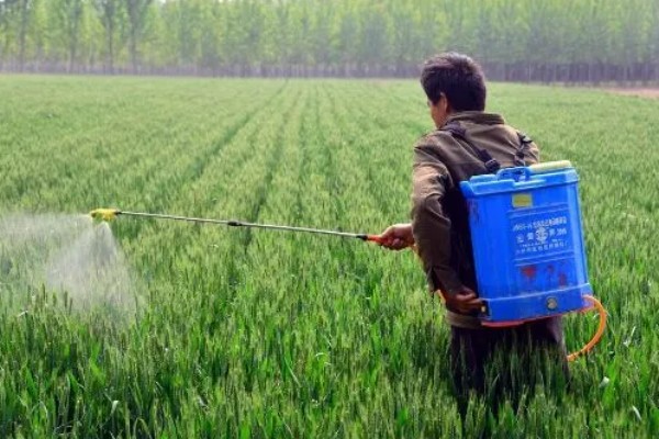 麦类除草剂药害补救措施,要尽量早地采取措施