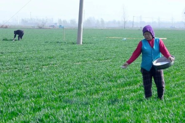 麦类除草剂药害补救措施,要尽量早地采取措施