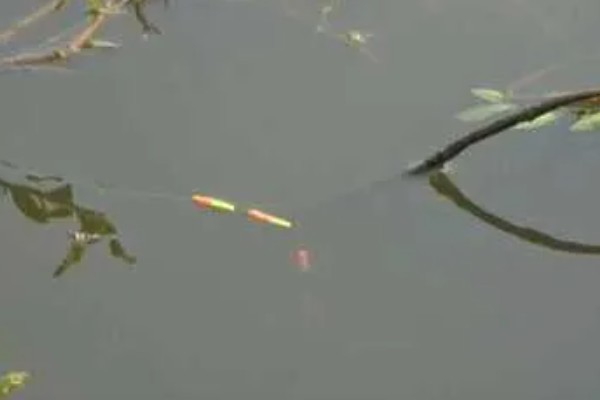 七星漂怎么钓,可重铅找底或半水调漂