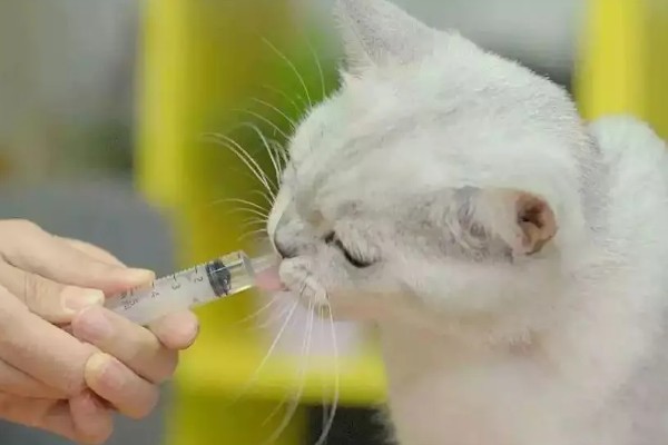 猫发烧了能喂99感冒灵吗，不可服用人类的药物