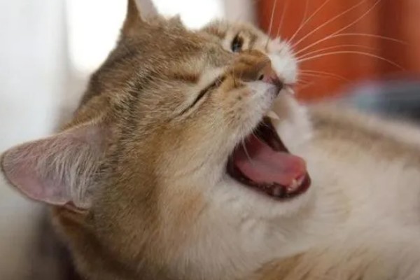 猫发烧了能喂99感冒灵吗，不可服用人类的药物