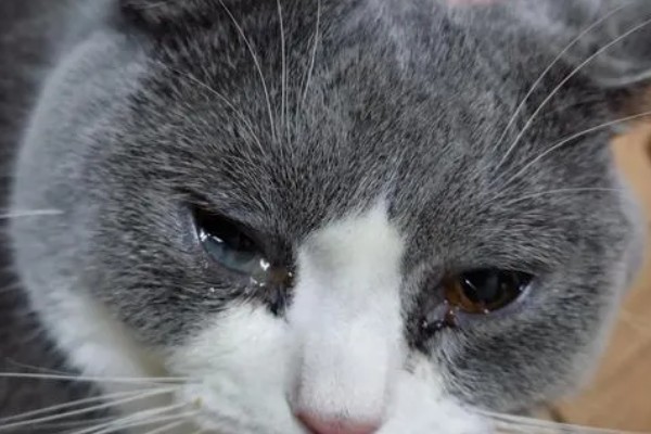 猫发烧了能喂99感冒灵吗，不可服用人类的药物