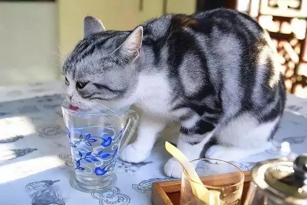 猫发烧了能喂99感冒灵吗，不可服用人类的药物