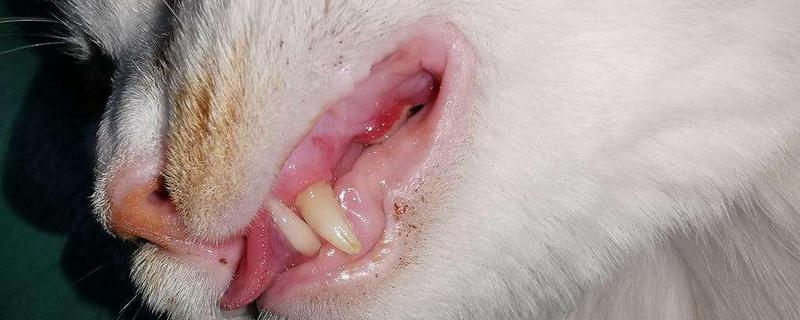 猫出现口炎的原因，可能是营养不良、口腔创伤等因素所致
