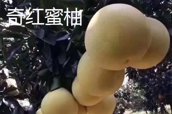南方可以栽种哪个柑橘苗,推荐东方红橘、奇红蜜柚等