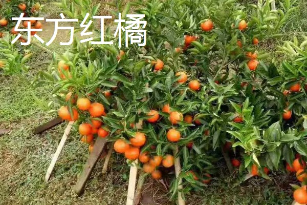 南方可以栽种哪个柑橘苗,推荐东方红橘、奇红蜜柚等