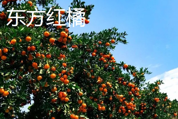 南方可以栽种哪个柑橘苗,推荐东方红橘、奇红蜜柚等