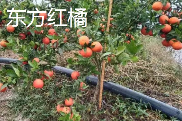 南方可以栽种哪个柑橘苗,推荐东方红橘、奇红蜜柚等