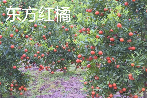 南方可以栽种哪个柑橘苗,推荐东方红橘、奇红蜜柚等