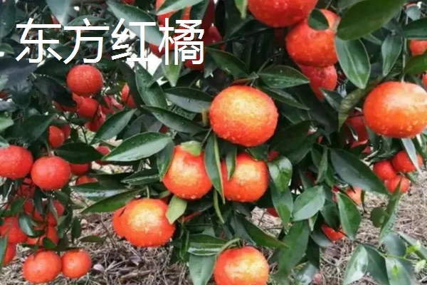 南方可以栽种哪个柑橘苗,推荐东方红橘、奇红蜜柚等