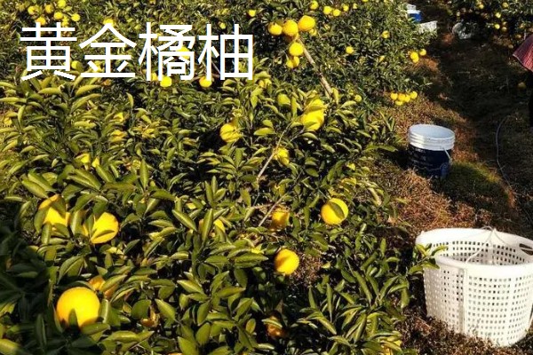 南方可以栽种哪个柑橘苗,推荐东方红橘、奇红蜜柚等