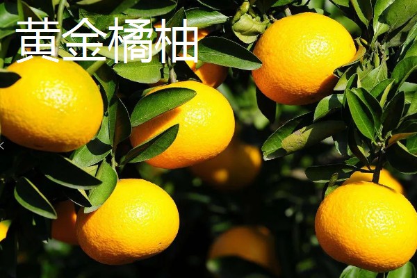 南方可以栽种哪个柑橘苗,推荐东方红橘、奇红蜜柚等