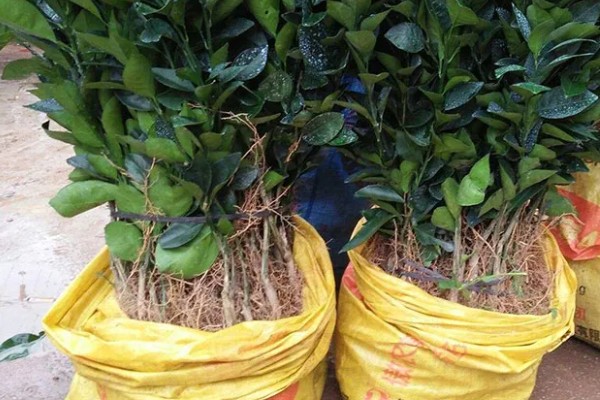 南方可以栽种哪个柑橘苗,推荐东方红橘、奇红蜜柚等
