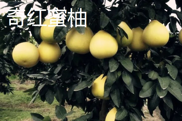 南方可以栽种哪个柑橘苗,推荐东方红橘、奇红蜜柚等