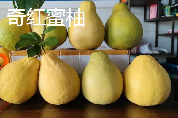 南方可以栽种哪个柑橘苗,推荐东方红橘、奇红蜜柚等