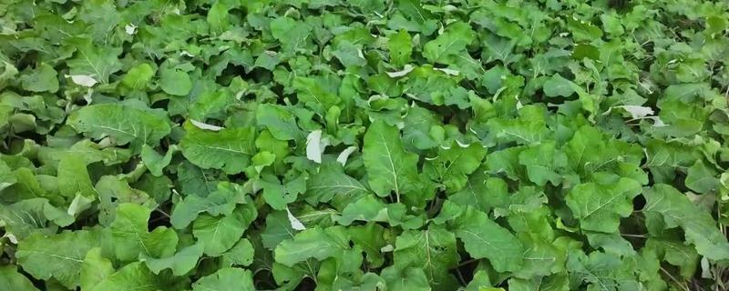 牛蒡肥料施用需知，生长过程中通常追肥两次