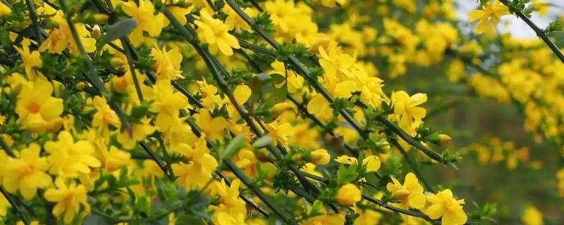 春天开的花有哪几种颜色，有白色、红色等