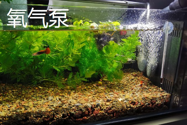 鱼缸耗电量大吗，开一天的话大概需要0.7度电