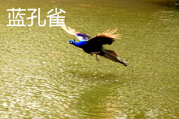 孔雀的种类，常见的有蓝孔雀、绿孔雀等