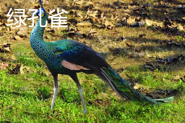 孔雀的种类，常见的有蓝孔雀、绿孔雀等