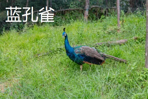 孔雀的种类，常见的有蓝孔雀、绿孔雀等