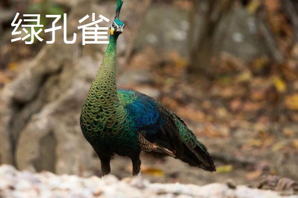 孔雀的种类，常见的有蓝孔雀、绿孔雀等