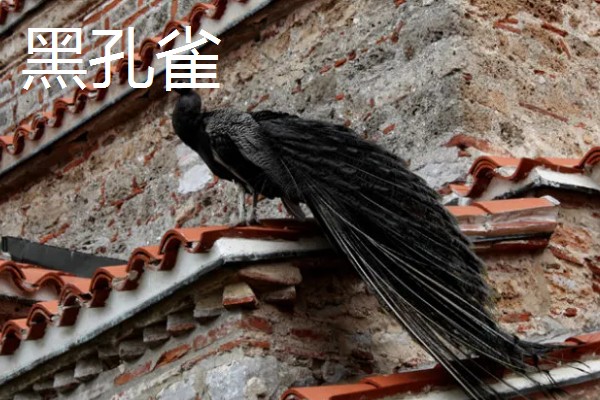 孔雀的种类，常见的有蓝孔雀、绿孔雀等