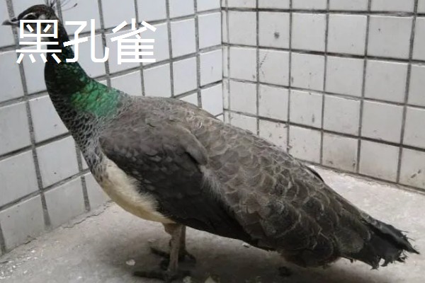 孔雀的种类，常见的有蓝孔雀、绿孔雀等