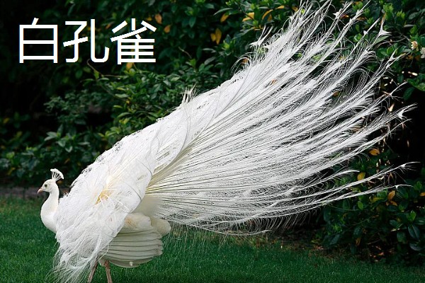 孔雀的种类，常见的有蓝孔雀、绿孔雀等