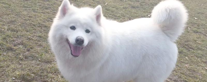 犬便血呕吐的原因，可能是吃得太饱了